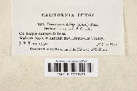 Uromyces lineolatus image