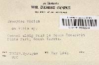 Uromyces viciae-fabae var. viciae-fabae image