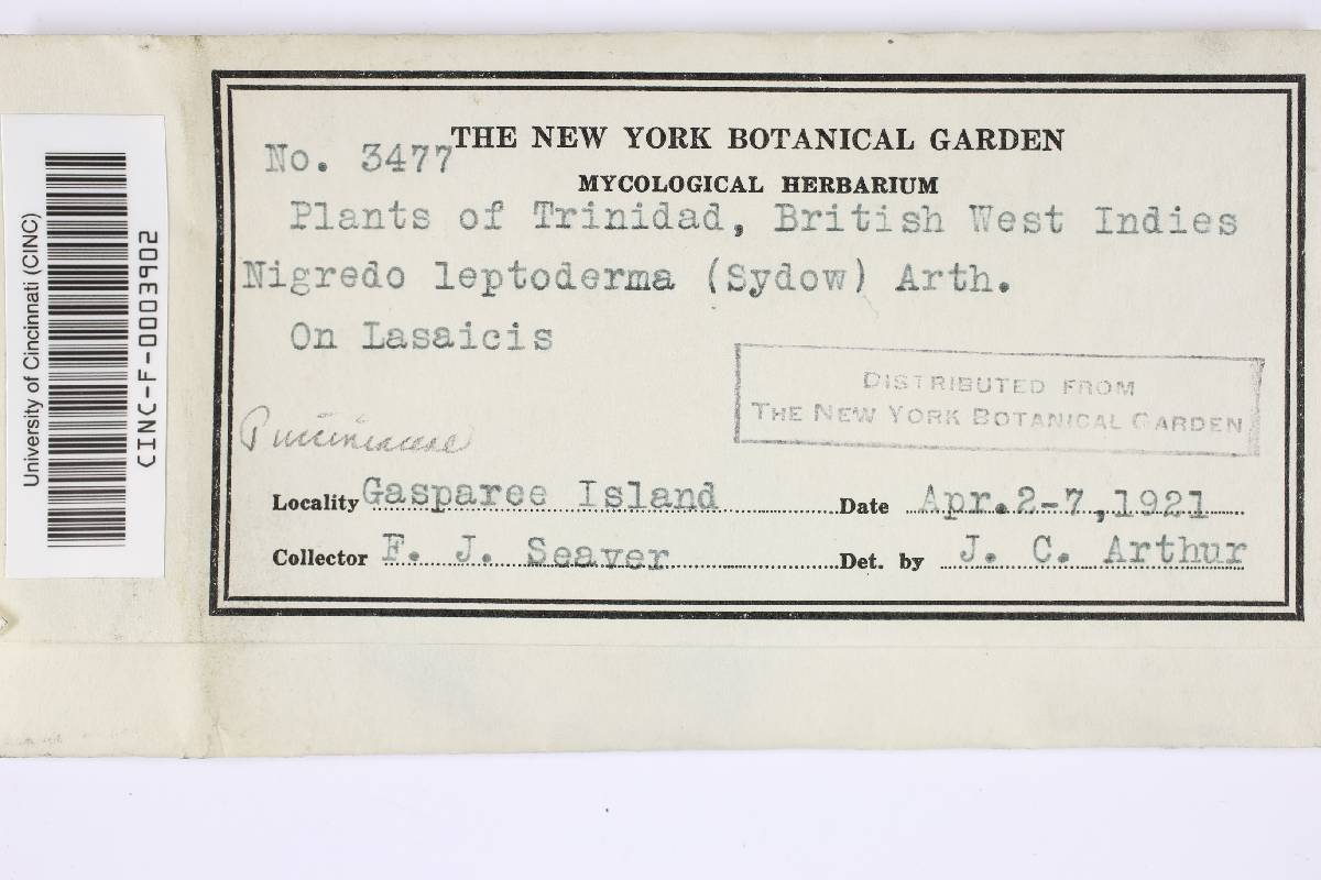 Nigredo leptoderma image