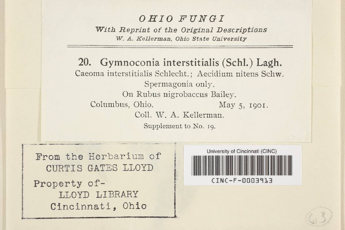 Gymnoconia interstitialis image