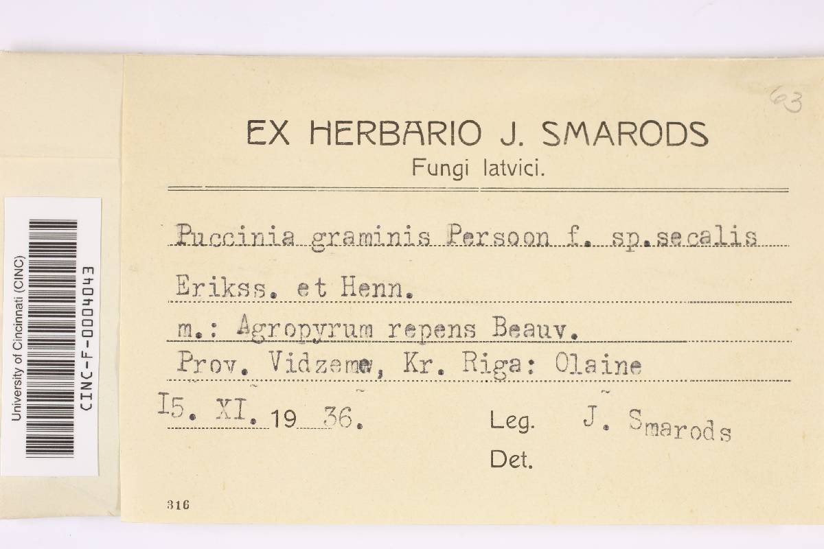 Puccinia graminis var. secalis image