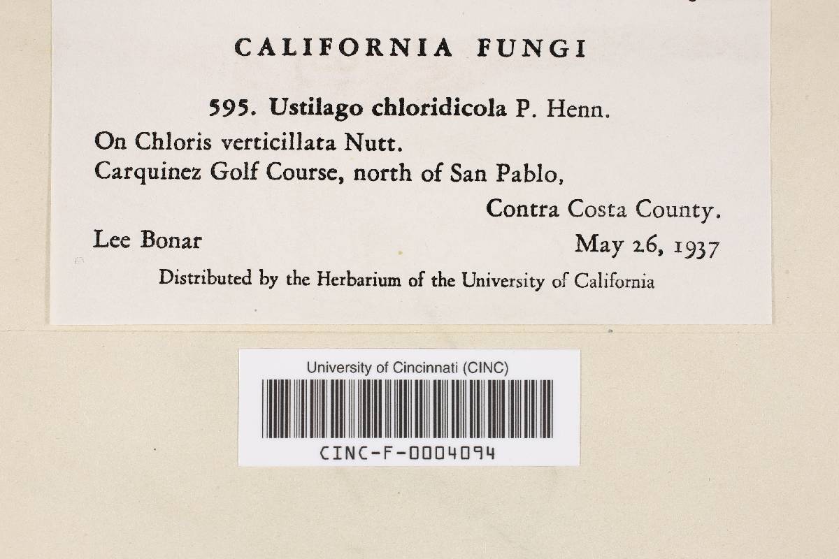 Ustilago chloridicola image