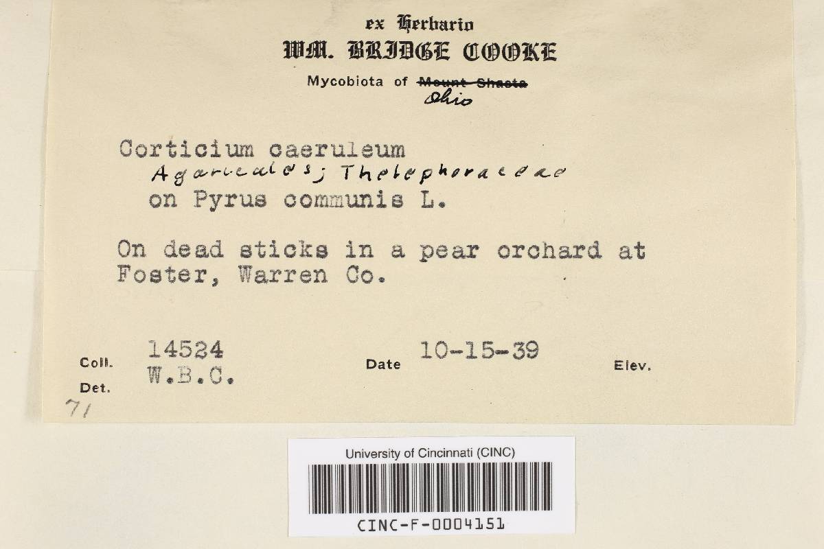 Corticium caeruleum image