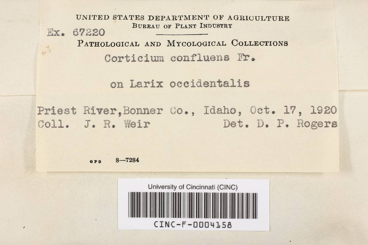 Radulomyces confluens image