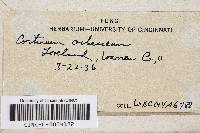 Conferticium ochraceum image