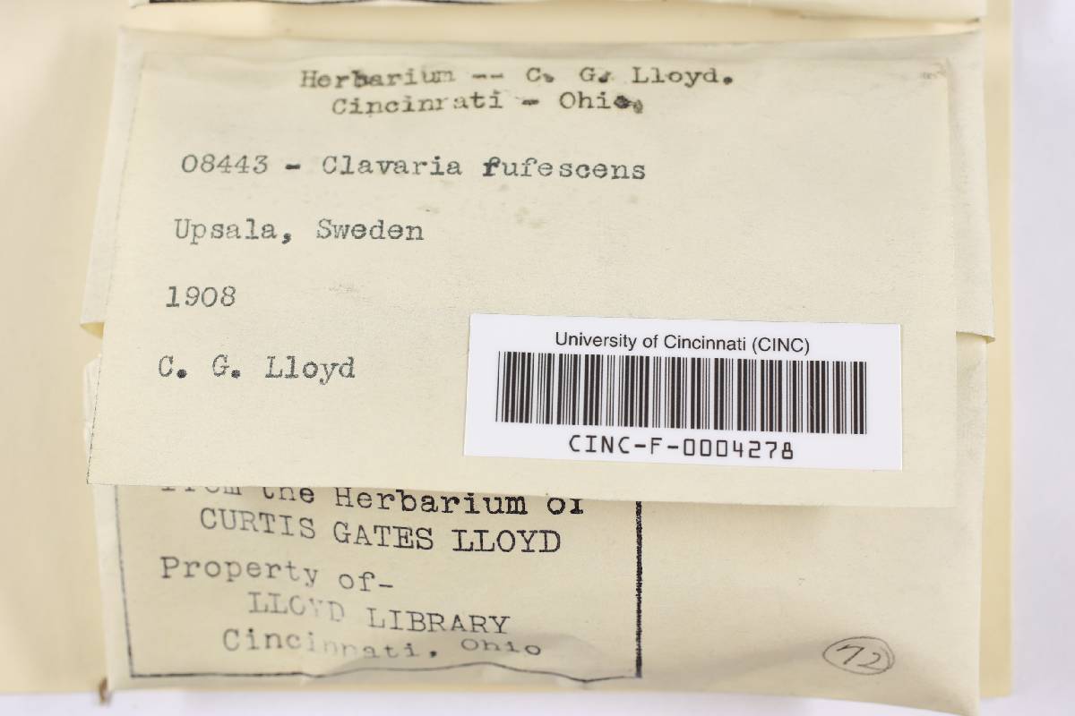 Clavaria rufescens image