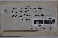 Merulius tremellosus image