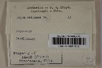Schizopora paradoxa image