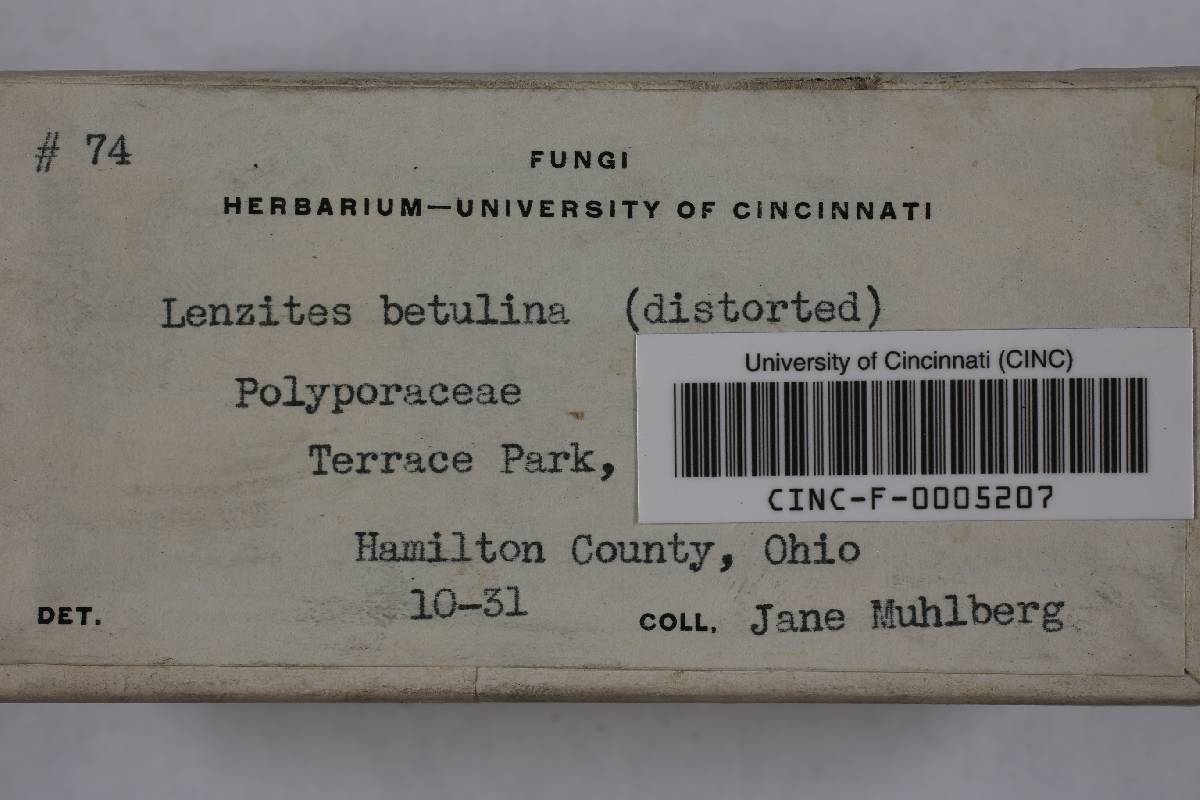 Lenzites betulinus image