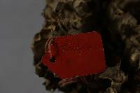 Grifola frondosa image