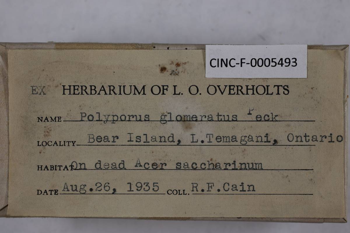Inonotus glomeratus image