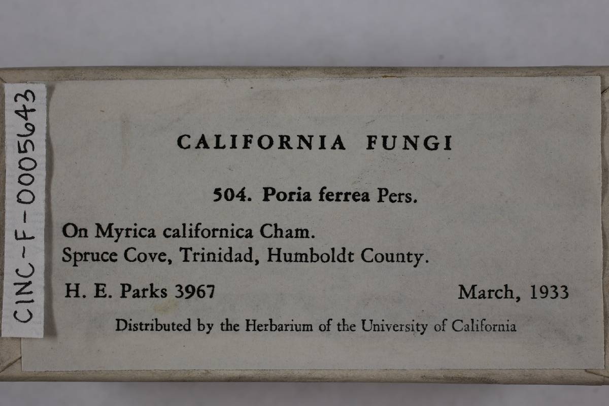 Fuscoporia ferrea image