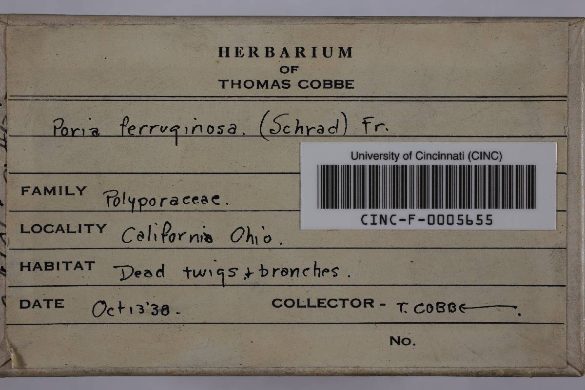 Phellinus laevigatus image