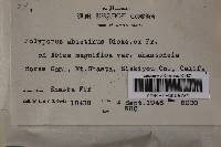 Trichaptum abietinum image