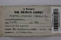 Trichaptum abietinum image