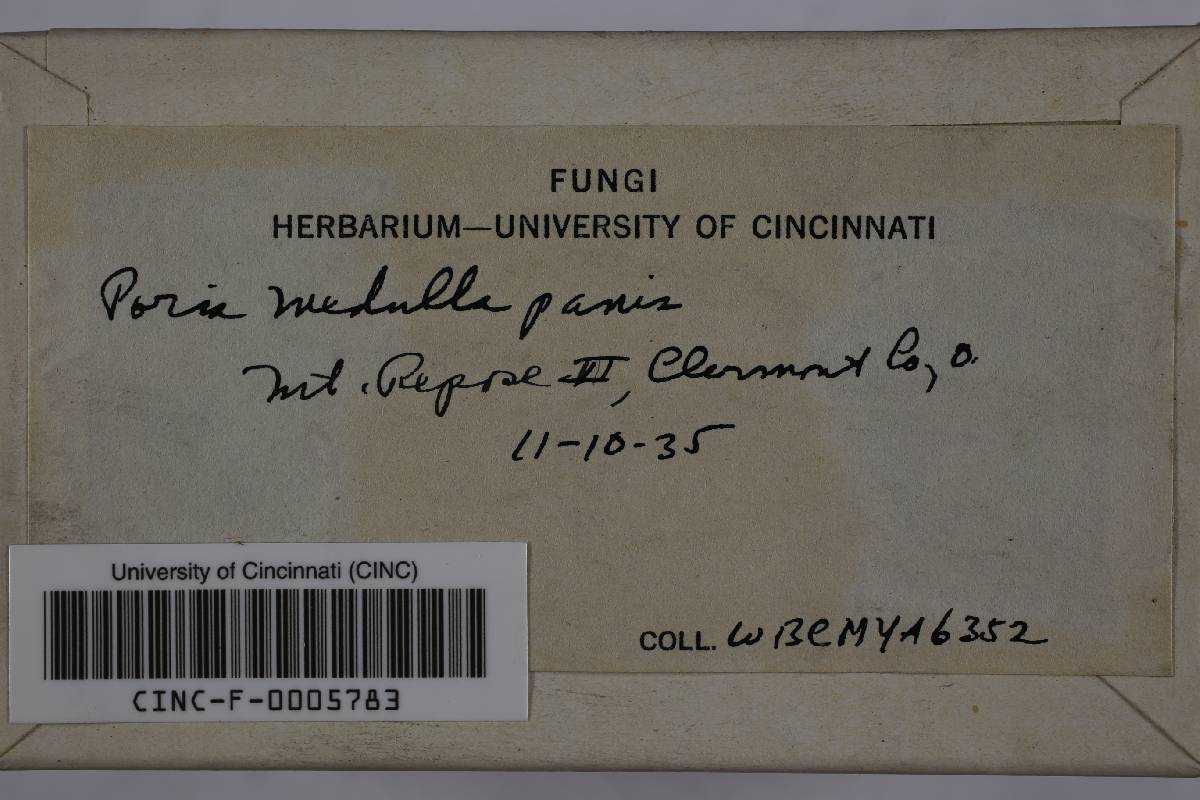 Perenniporia medulla-panis image