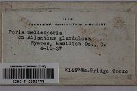 Fulvifomes melleoporus image