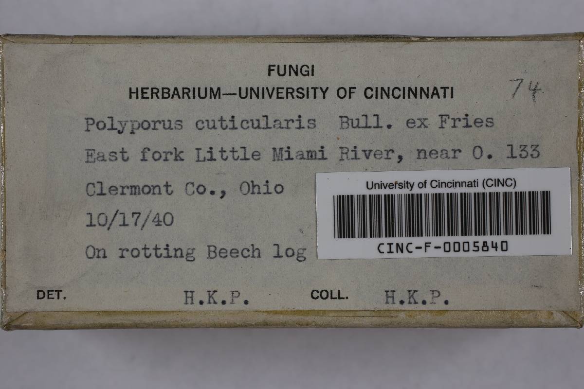 Inonotus cuticularis image