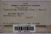 Phellinus gilvus image