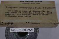 Tyromyces leucospongius image