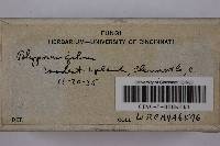 Phellinus gilvus image