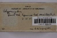 Phellinus gilvus image