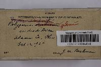 Phellinus gilvus image