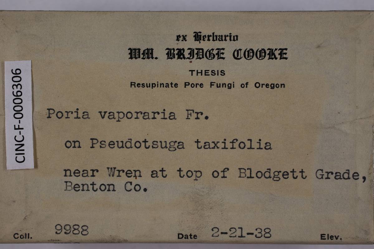 Fibroporia vaillantii image