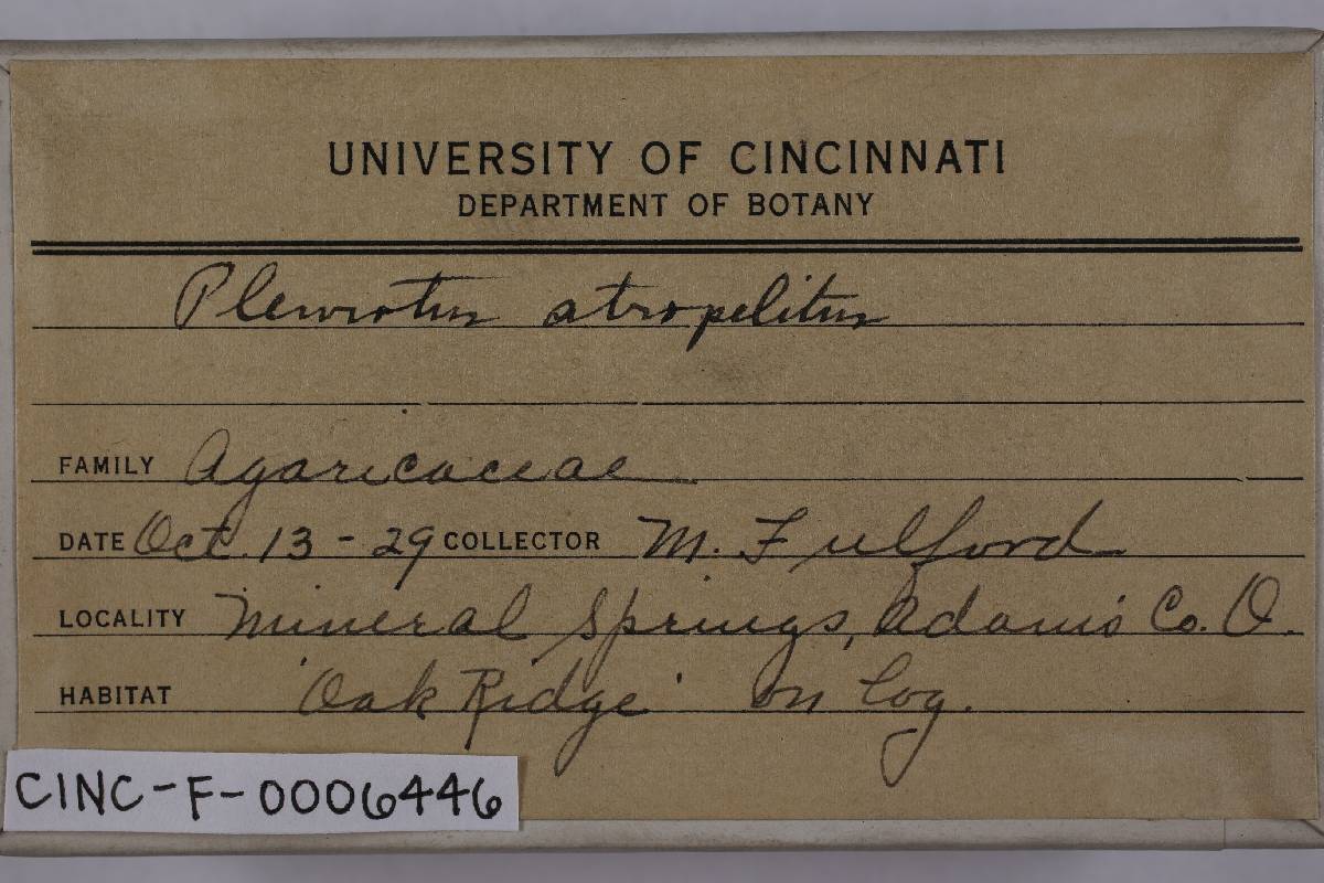 Resupinatus atropellitus image