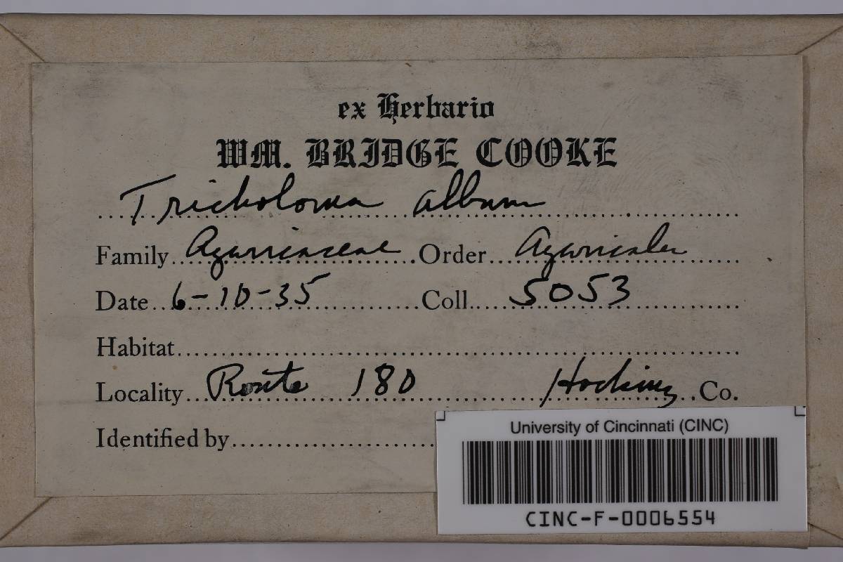 Tricholoma album image