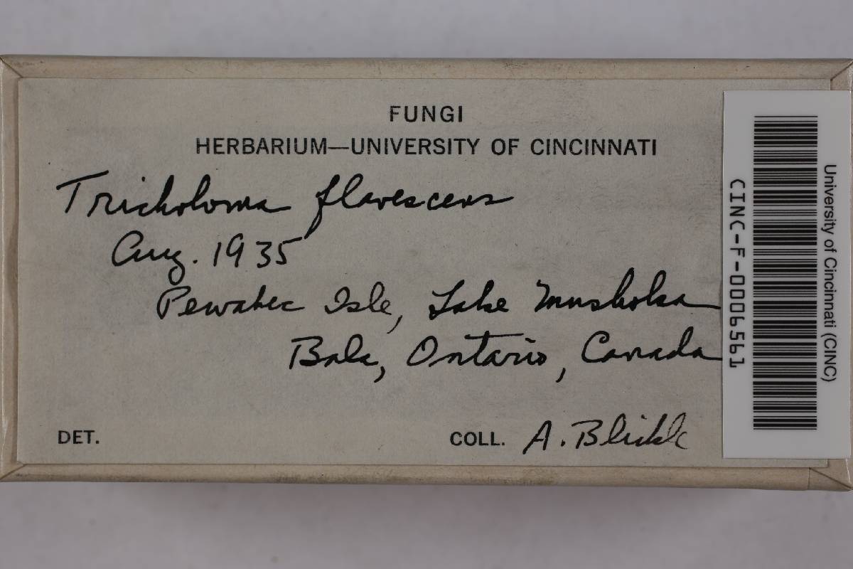 Tricholomopsis flavescens image