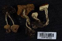 Agrocybe sphaleromorpha image