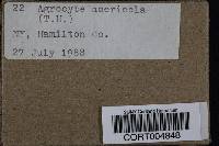 Agrocybe acericola image