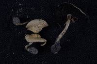 Agaricus comptulus image