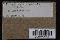 Agrocybe acericola image