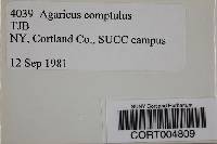 Agaricus comptulus image