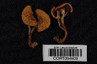 Agaricus comptulus image