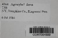 Agrocybe firma image