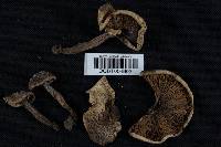 Agaricus placomyces image