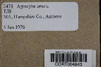 Image of Agrocybe amara
