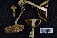 Agrocybe sororia image