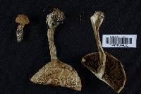 Agrocybe sororia image