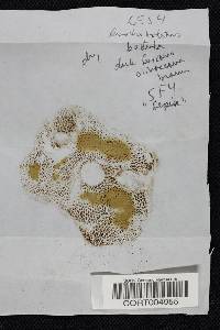 Heimioporus betula image