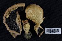 Agaricus crocodilinus image