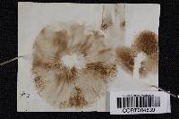 Agrocybe sphaleromorpha image