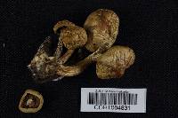 Agrocybe sororia image