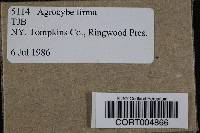 Agrocybe firma image