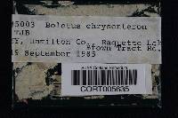 Boletus chrysenteron image