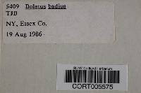 Boletus badius image