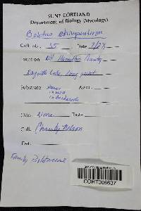 Boletus chrysenteron image